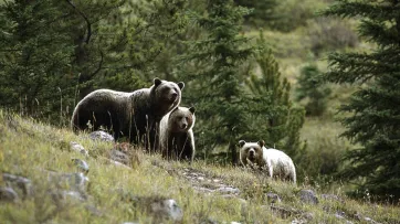 Значимость этих проблем настолько очевидна, что консультация с широким активом играет важную роль в формировании новых предложений.